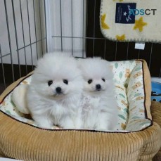Pomeranian Puppies for Rehoming