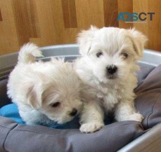 male & female Maltese puppies