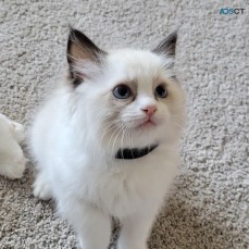  Ragdoll Kittens for adoption.