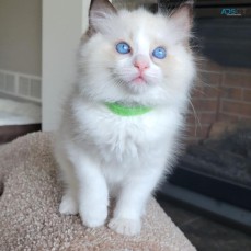  Ragdoll Kittens for adoption.