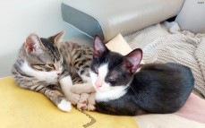 2 Male Kittens