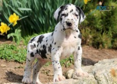 Great Dane puppies for sale in Aussi