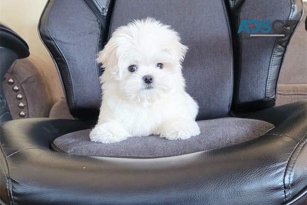 Miniature Teacup Maltese Puppies