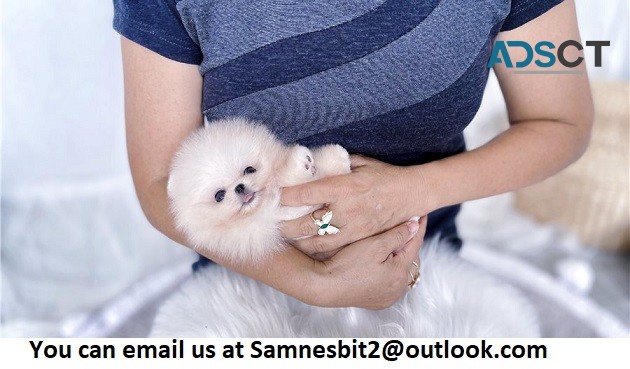 Purebred teacup Pomeranian puppies