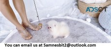 friendly Pomeranian puppies For Sale.