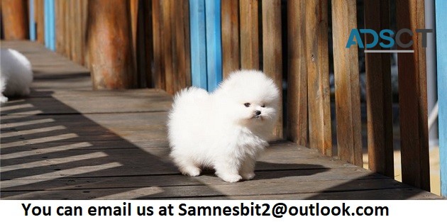 Teacup Pomeranian Puppies for sale.