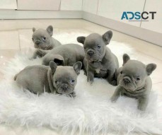 Blue French bulldog puppies for sale