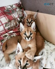 serval, savannah and caracal kittens 