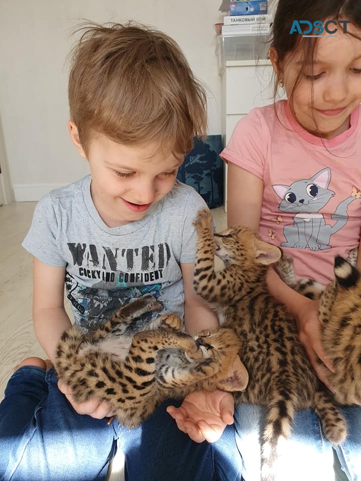 serval, savannah and caracal kittens 