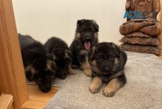German Shepherd puppies for sale