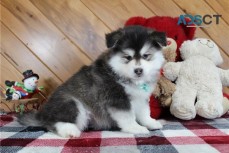 Well socialized Pomsky puppies