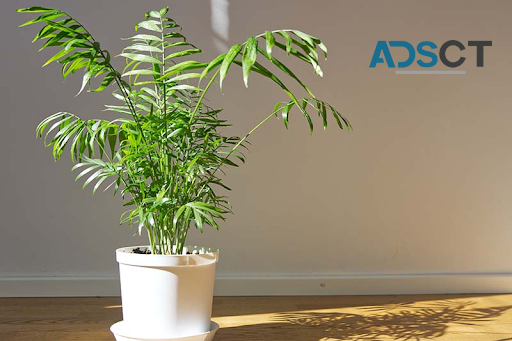 Quietly Elegant, Effortlessly Chic - Discover Dumb Canes.