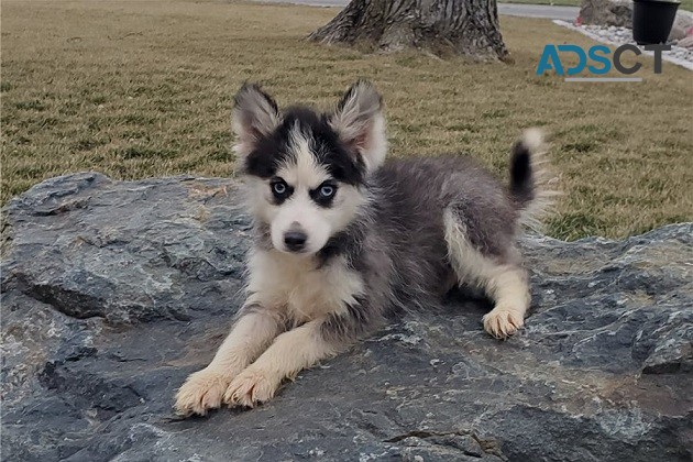 Beautiful Pomsky Puppies available