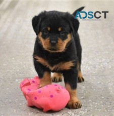 Stunning Rottweiler Puppies For Sale.