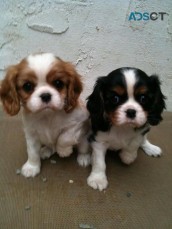 Cavalier King Charles Spaniel puppies  