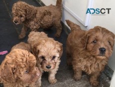 Cute Cavoodle puppies available.