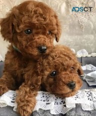 Male and Female Cavoodle puppies.