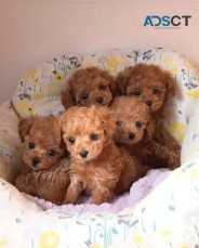Cavoodle puppies ready for new home.