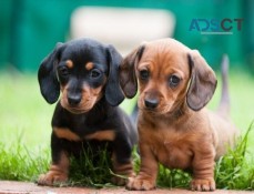 Dachshund puppies ready for new home.