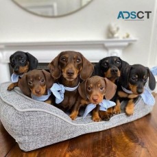 Dachshund puppies for sale.
