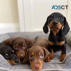 Dachshund puppies for sale.