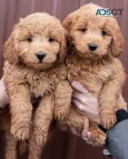Golden doodle puppies for sale.