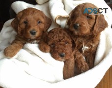 Goldendoodle puppies for sale.