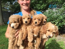 Goldendoodle puppies for a lovely home.