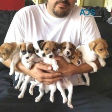 Jack Russell Terrier puppies 