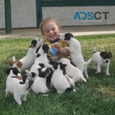 Jack Russell Terrier puppies  