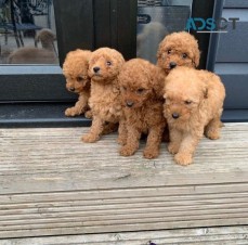 Mini Poodle puppies for sale.
