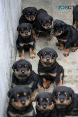 Rottweiler puppies for sale.