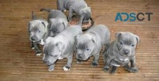 Staffordshire Bull Terrie puppies