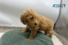 male & female Goldendoodle Puppies