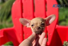 Tiny Chihuahua Puppies For Sale.