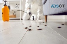 Effective Cockroach Control in Adelaide: Keeping Your Home Pest-Free