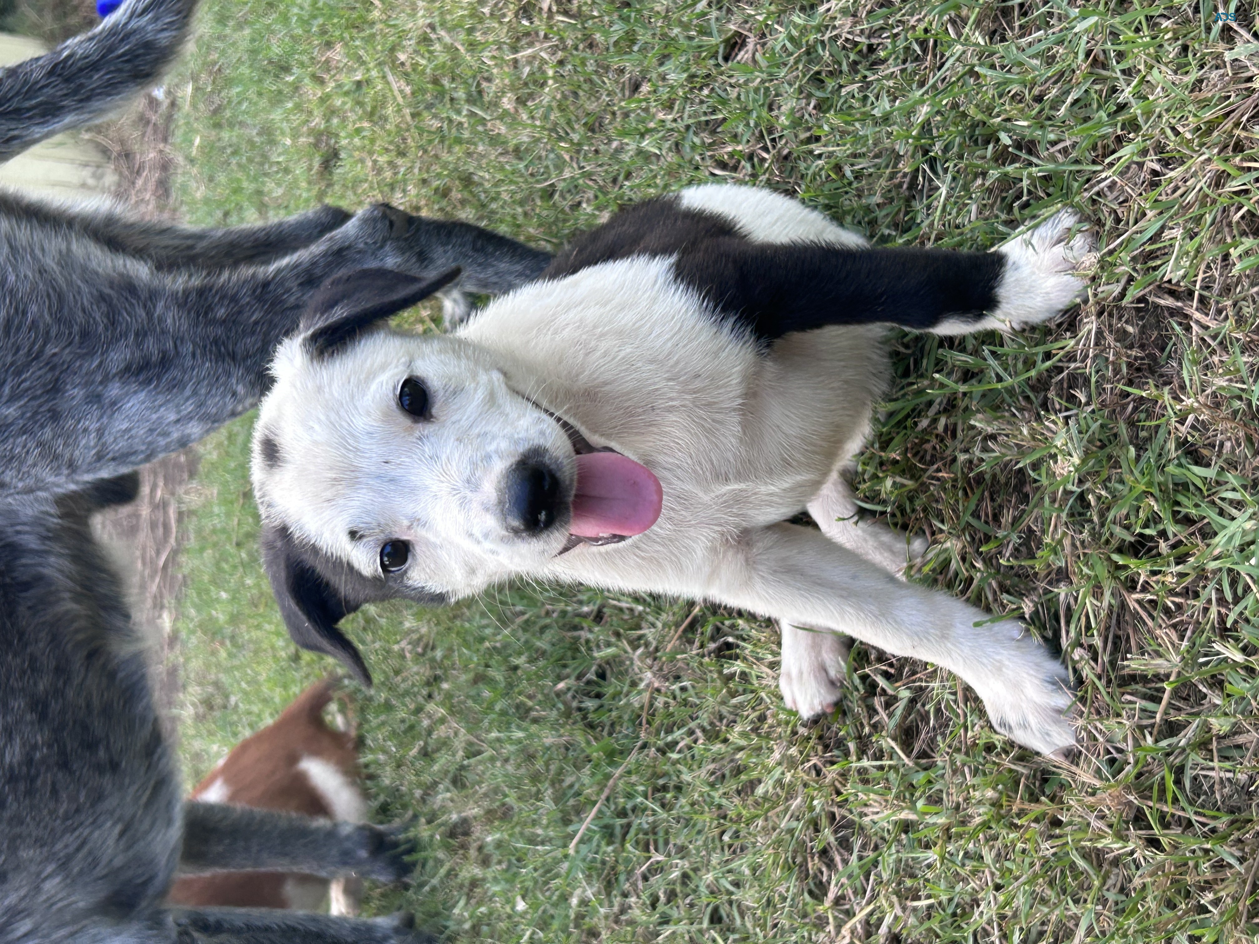 Blue Heeler X Cattle Dog 