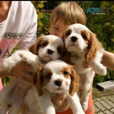 Cavalier King Charles Spaniel puppies 