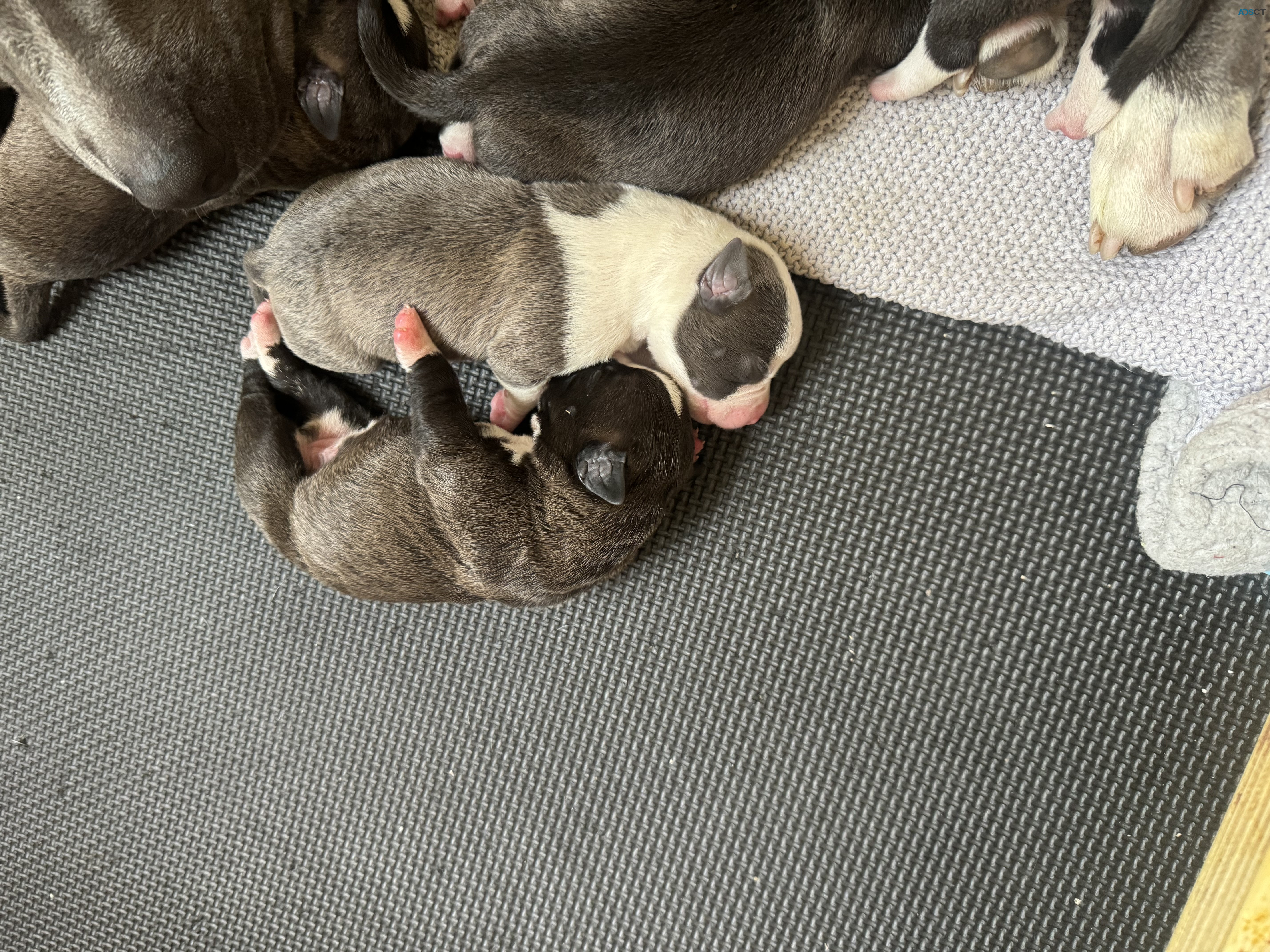 Puppies ready to go in 6 weeks 