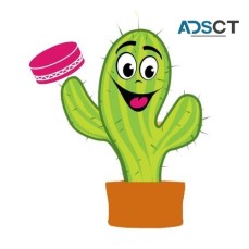 Mr Cactus