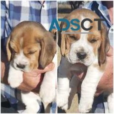 Beagle pups looking for a loving home