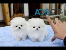 Top Quality Registered Pomeranian Pupps
