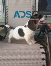 Basset Hound puppies available 