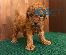 Home trained toy poodle puppies availabl