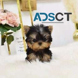 Miniature Yorkie Puppies For Sale.