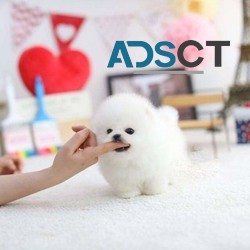 Adorable Toy Tcup Pomeranian Puppies