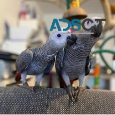 Hand Reared Baby African Grey Parrots