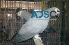 Talking african grey parrots for sale.