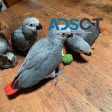 4 Talking Baby African Grey Parrots 