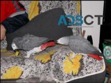 Cute African Grey Parrots For Sale.